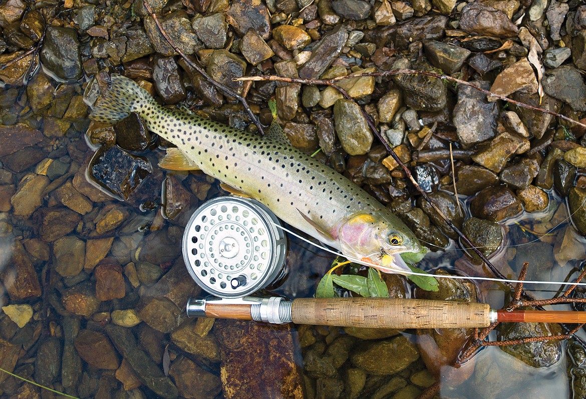 The non-native Yellowstone cutthroat (shown here) were removed last year and replaced with native westslope cutthroat trout. Yellowstone cutthroats are identified by their larger, rounder black spots that extend below the lateral line. Westlope cutts have more spots and far fewer below the lateral line. (Chris Peterson photo)