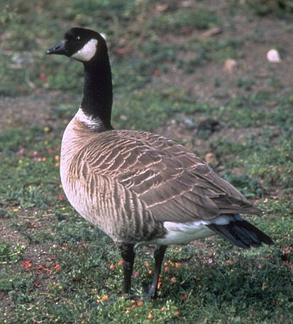 Cackling Goose
Courtesy Rob Lowe, U.S. Fish and Wildlife Service
