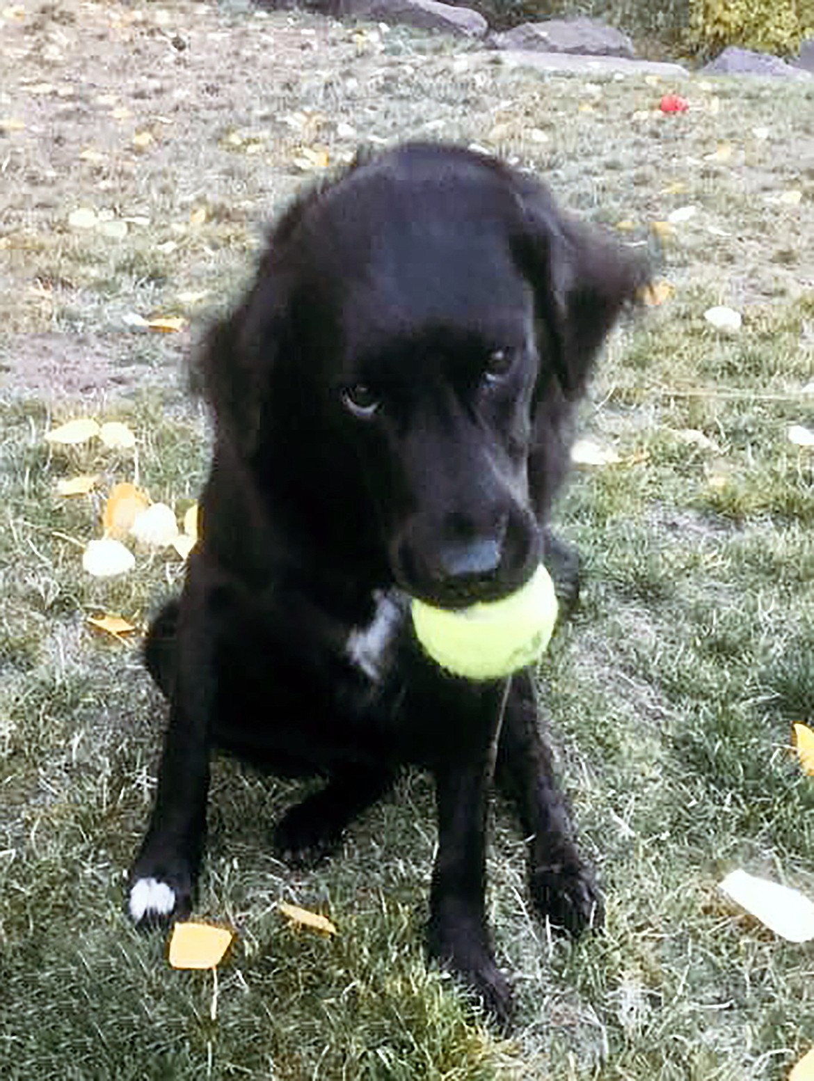 "Please please please," writes Margie Corcoran in sharing this Best Shot of a four-legged family member wanting to play. If you have a photo that you took that you would like to see run as a Best Shot or I Took The Bee send it in to the Bonner County Daily Bee, P.O. Box 159, Sandpoint, Idaho, 83864; or drop them off at 310 Church St., Sandpoint. You may also email your pictures in to the Bonner County Daily Bee along with your name, caption information, hometown and phone number to bcdailybee@bonnercountydailybee.com.