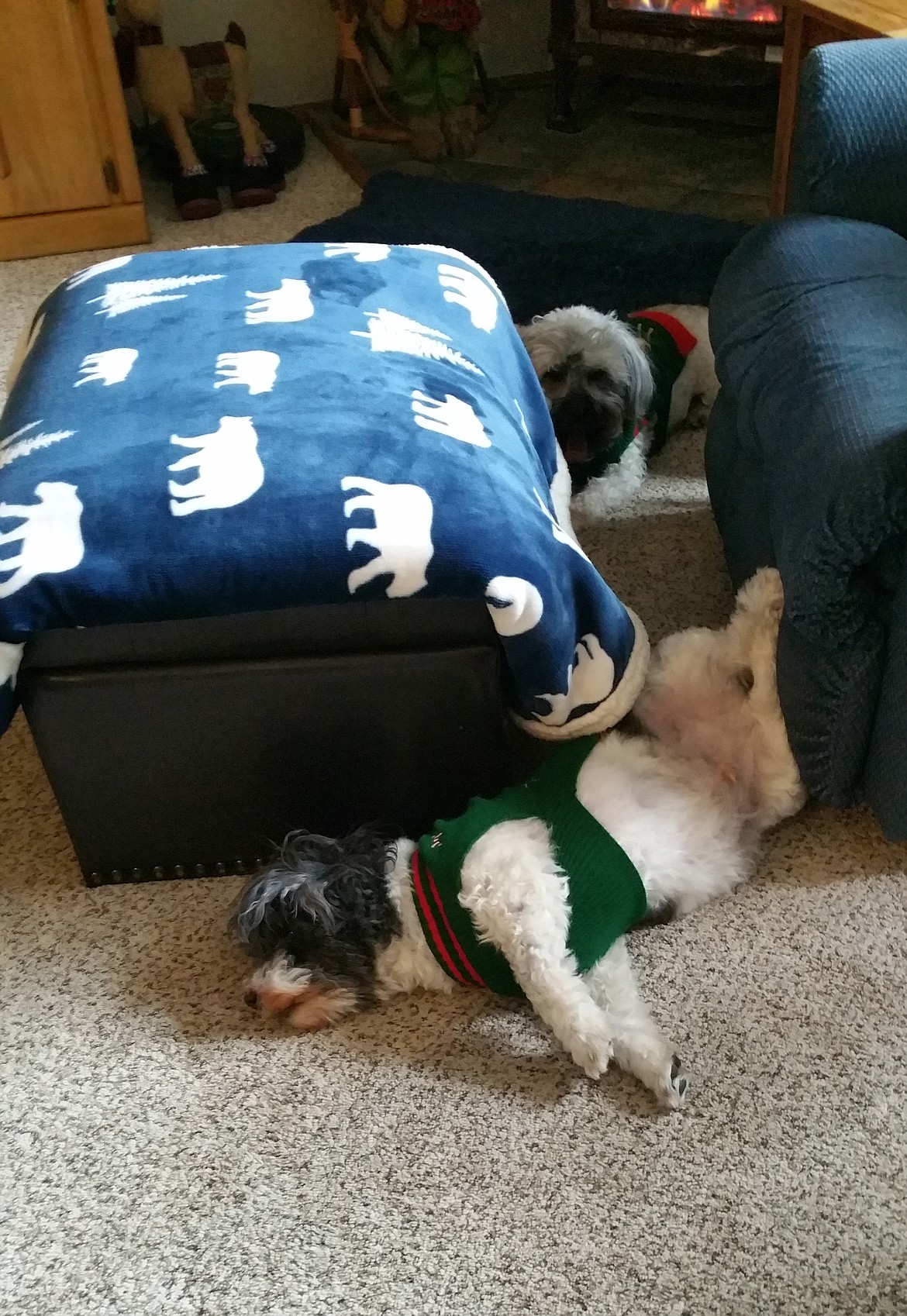 "Who can sleep like this? Tucker can," writes Leslie Marshall in sharing this Best Shot. If you have a photo that you took that you would like to see run as a Best Shot or I Took The Bee send it in to the Bonner County Daily Bee, P.O. Box 159, Sandpoint, Idaho, 83864; or drop them off at 310 Church St., Sandpoint. You may also email your pictures in to the Bonner County Daily Bee along with your name, caption information, hometown and phone number to bcdailybee@bonnercountydailybee.com.