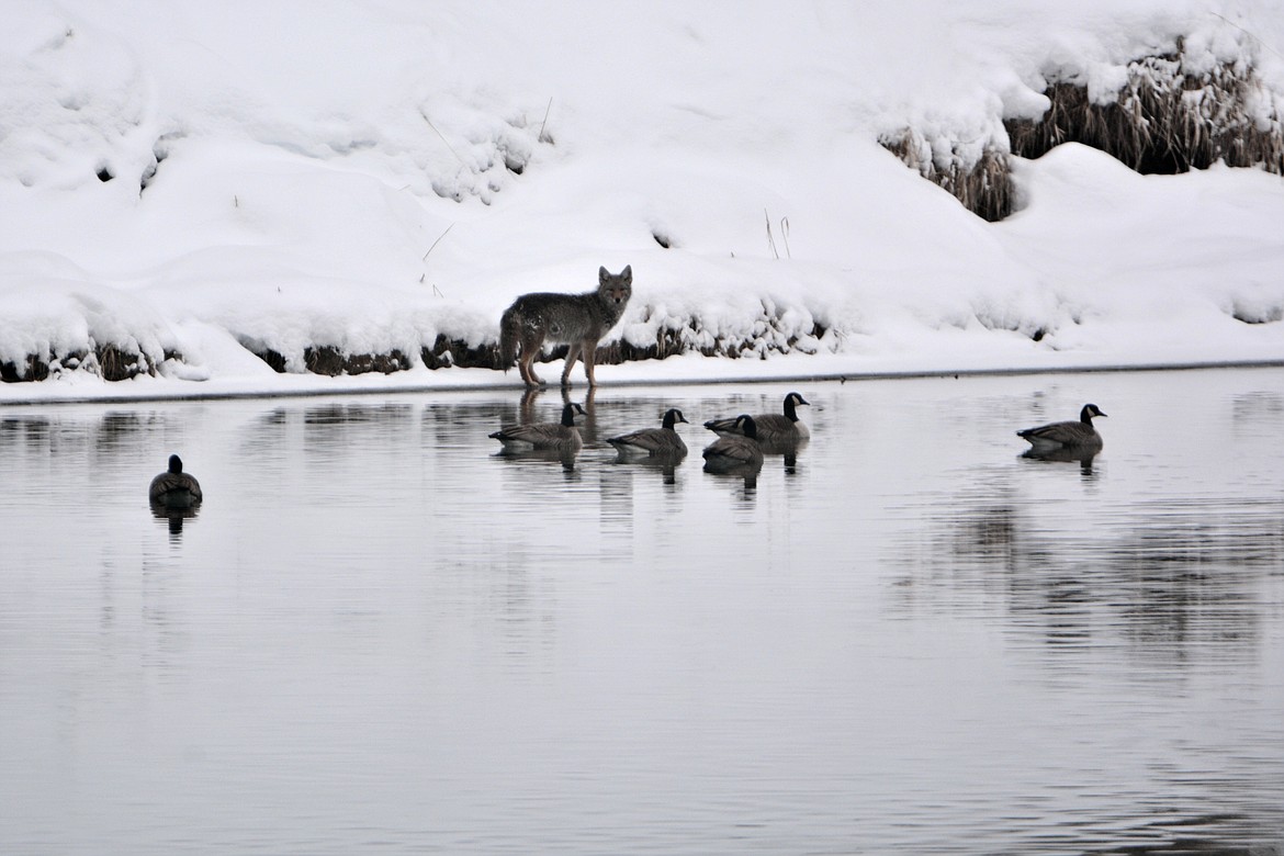 Winter: A coyote hunting geese on the banks of the Kootenai River west of Bonners Ferry.