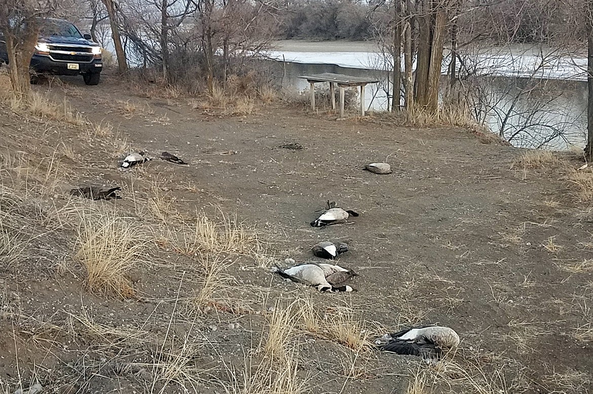 IDFG
Nine Canada geese were found dumped and left to waste along the Snake River in Minidoka County earlier this month.