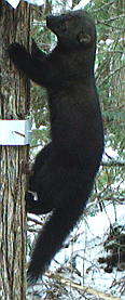 Fishers can be distinguished from martens by their larger body size and darker brown fur. (Tyler Parks/Montana Fish, Wildlife & Parks)