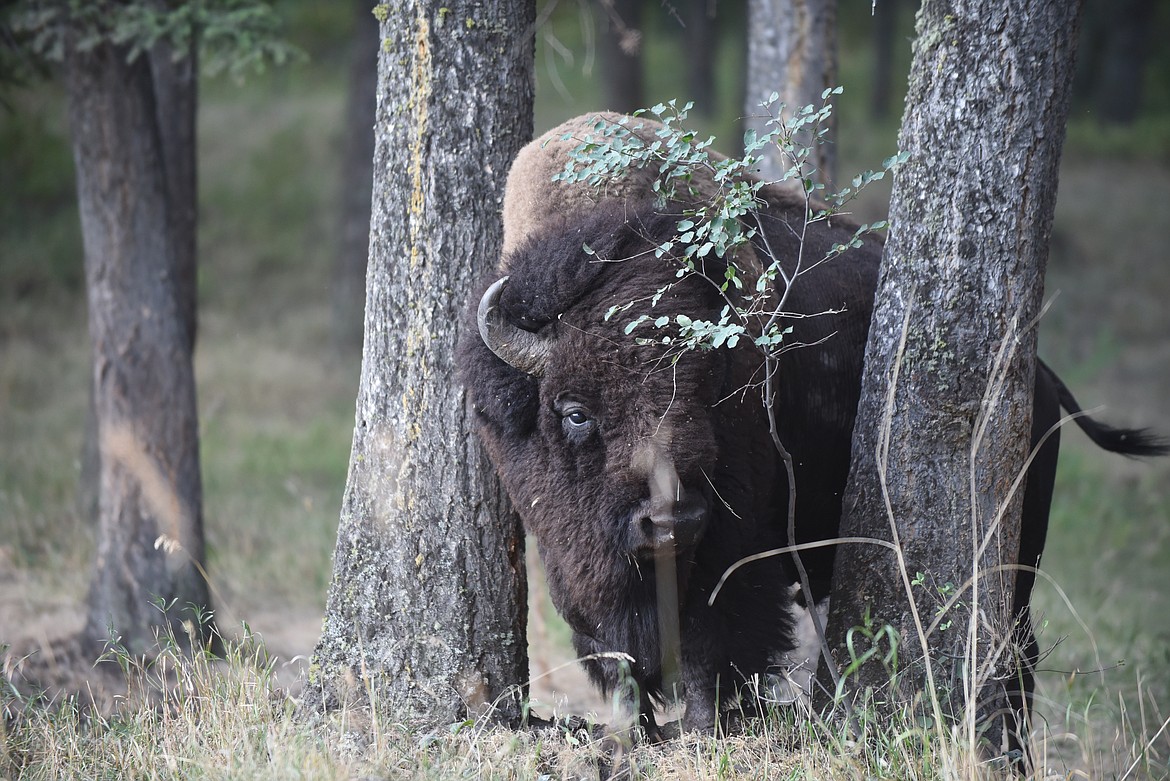 A male bison at the National Bison Range in Moiese. The Confederated Salish and Kootenai Tribe recently ratified a water compact agreement which gives the tribe control of the Range. (Scott Shindledecker/Valley Press)