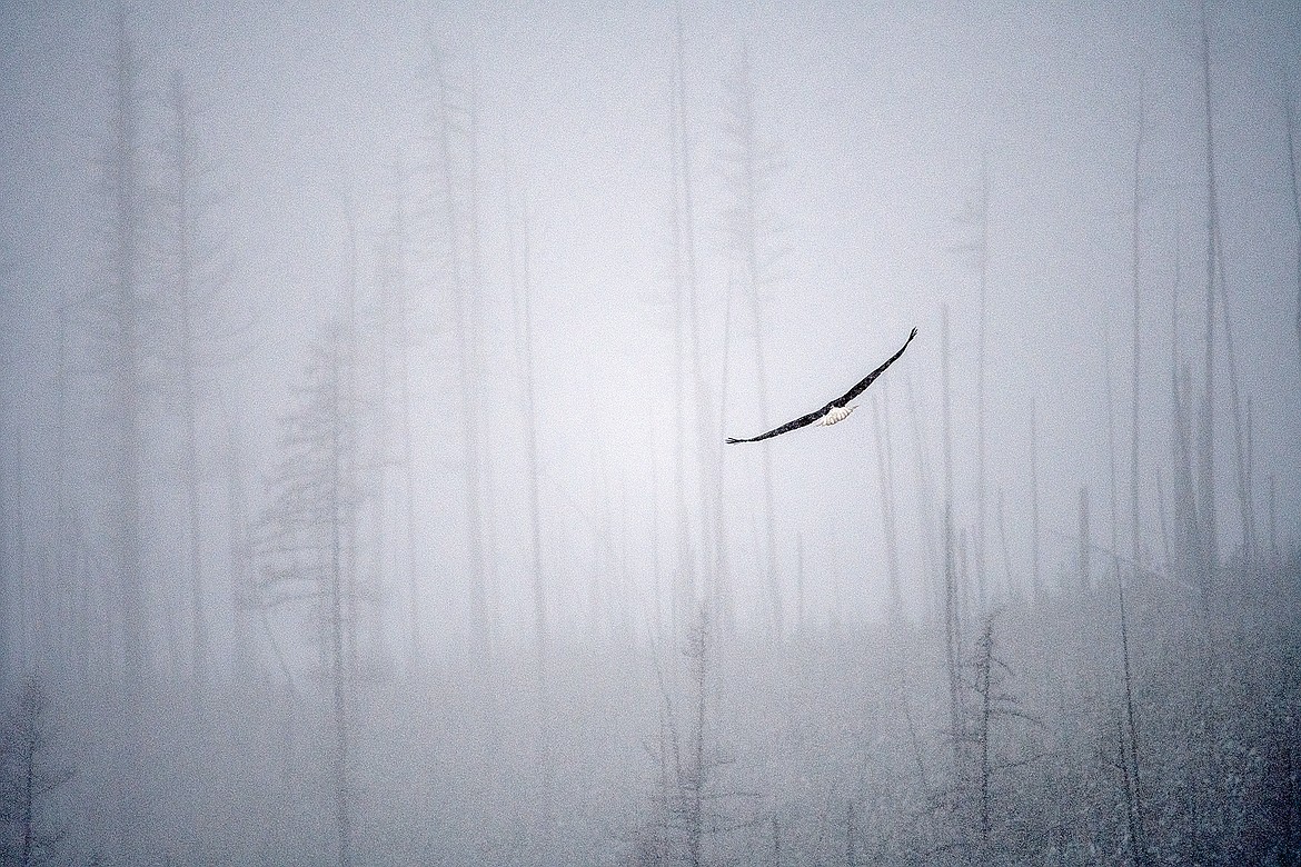 A bald eagle navigates a snowstorm. (Chris Peterson photo)