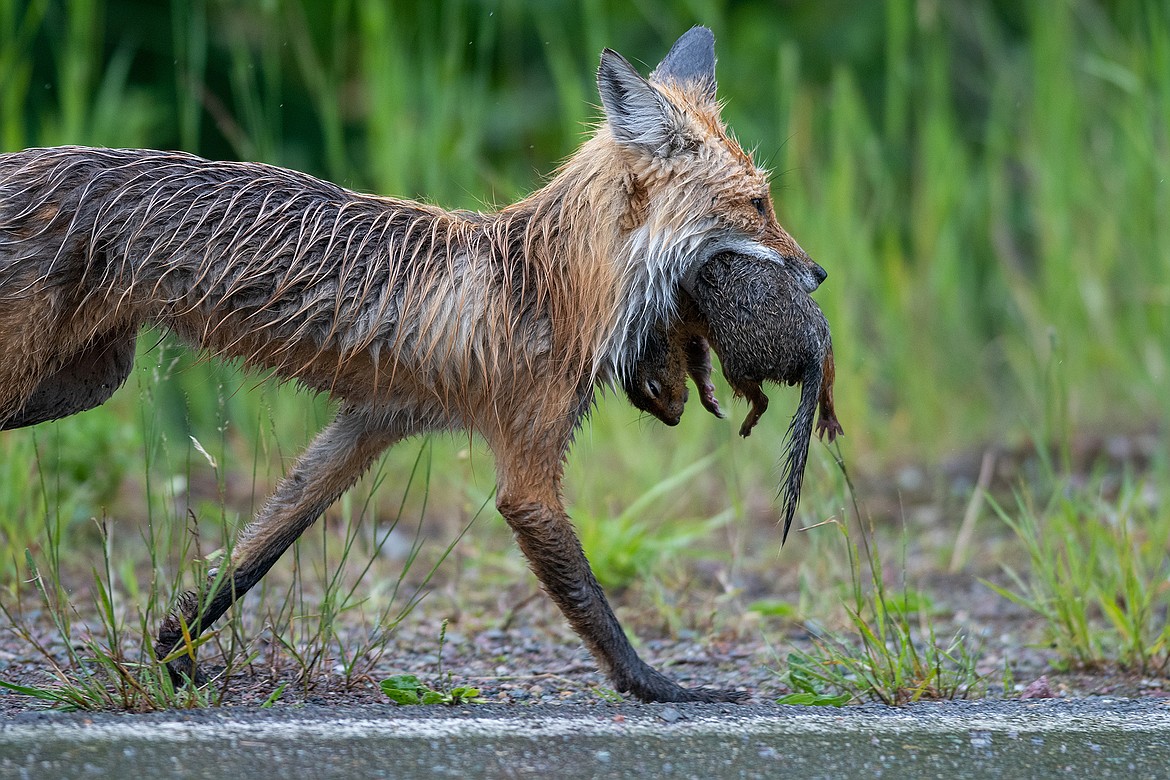 A red fox runs to its den with supper in its mouth, a ground squirrel. (Chris Peterson photo)