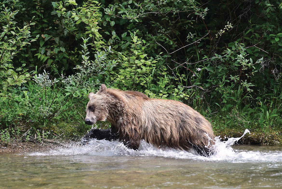 A grizzly wades Avalanche Lake. (Teresa Byrd photo)