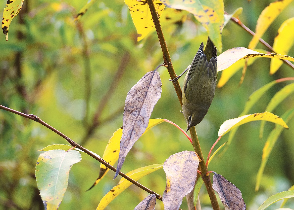 Common yellowthroat looking for a meal. (Chris Peterson photo)