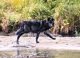 Groups plan to sue state over new wolf regulations