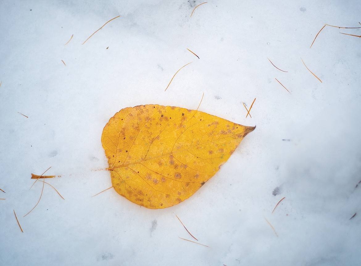 A cottonwood leaf rests in the snow. (Chris Peterson photo)