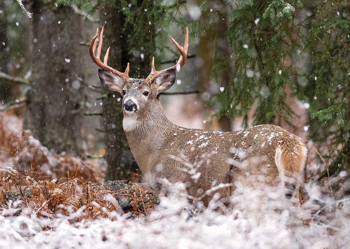 A whitetail buck in the snow. (Chris Peterson photo)