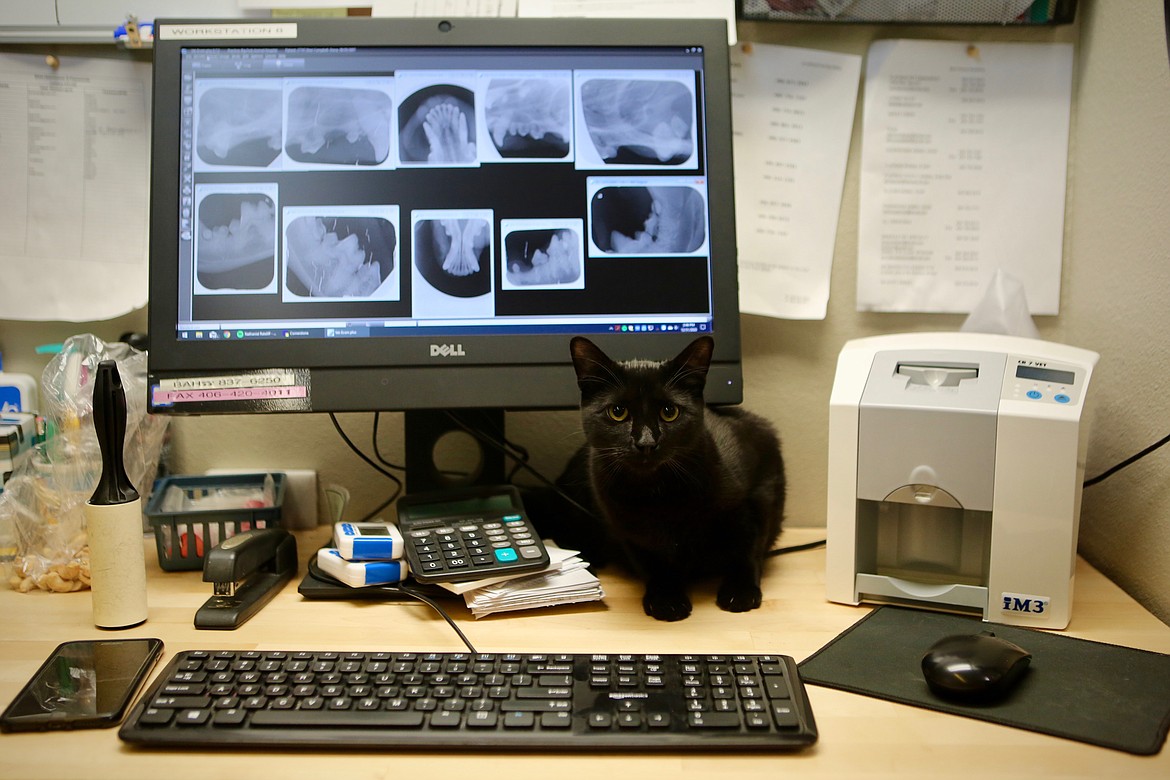 A staff member's cat watches over the activity at Bigfork Animal Hospital on Dec. 31. 
Mackenzie Reiss