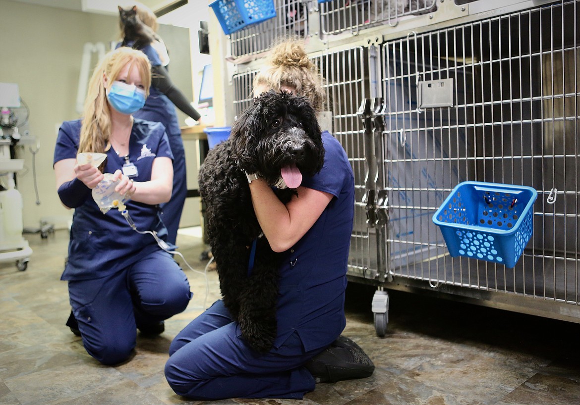 Vet techs hold Maebel, a bernedoodle, while she gets an IV to help rehydrate ger at the Bigfork Animal Clinic.
Mackenzie Reiss