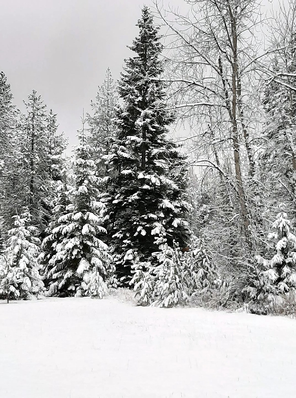 Patrice Webb shared this Best Shot in response to a Daily Bee Facebook post asking readers to share their favorite recent photo. If you have a photo that you took that you would like to see run as a Best Shot or I Took The Bee send it in to the Bonner County Daily Bee, P.O. Box 159, Sandpoint, Idaho, 83864; or drop them off at 310 Church St., Sandpoint. You may also email your pictures in to the Bonner County Daily Bee along with your name, caption information, hometown and phone number to bcdailybee@bonnercountydailybee.com.