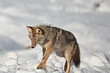Cry wolf — or is it coyote
