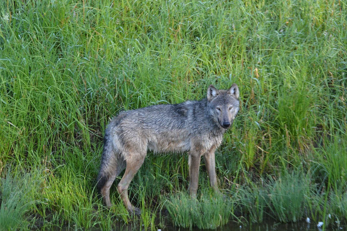 A gray wolf is much larger than a coyote. Wolves weigh 80 to 120 pounds and some have been recorded up to 175 pounds. Wolves are solely meat eaters and generally travel in packs.