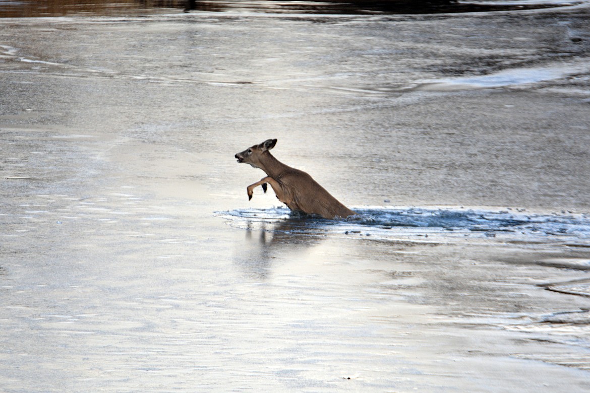 An orphan yearling whitetail fawn struggles as he crosses an icy creek in winter.