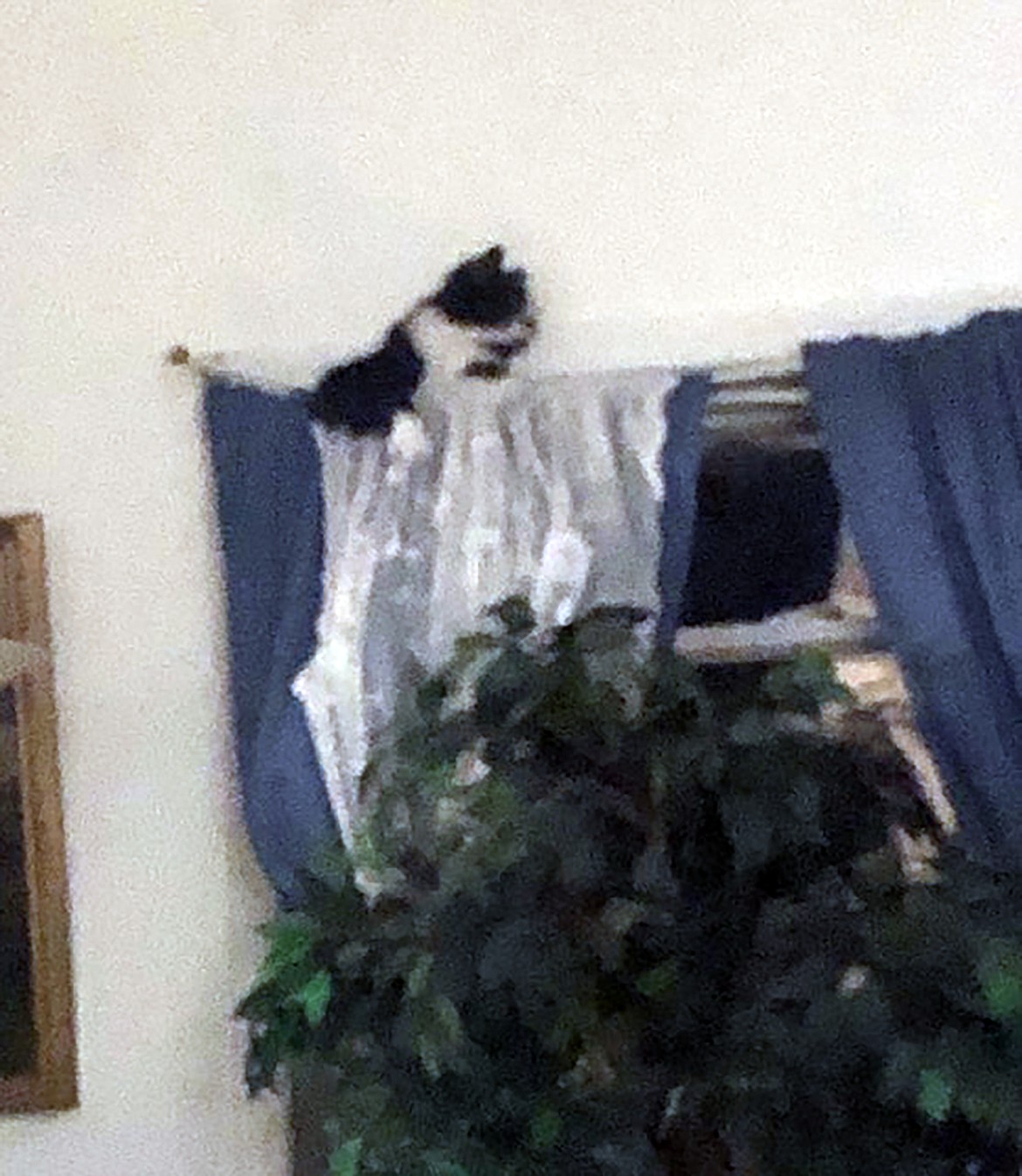 Lee Schell captured this Best Shot of her cat attempting to catch a mouse that had climbed into the drapes. If you have a photo that you took that you would like to see run as a Best Shot or I Took The Bee send it in to the Bonner County Daily Bee, P.O. Box 159, Sandpoint, Idaho, 83864; or drop them off at 310 Church St., Sandpoint. You may also email your pictures in to the Bonner County Daily Bee along with your name, caption information, hometown and phone number to bcdailybee@bonnercountydailybee.com.