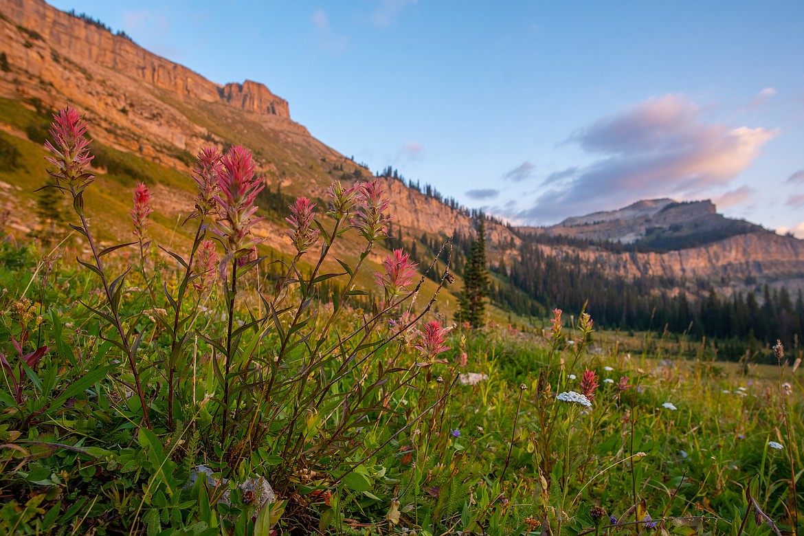 Paintbrush blooms on the North Wall in the Bob Marshall Wilderness in August of 2020. (Chris Peterson photo).