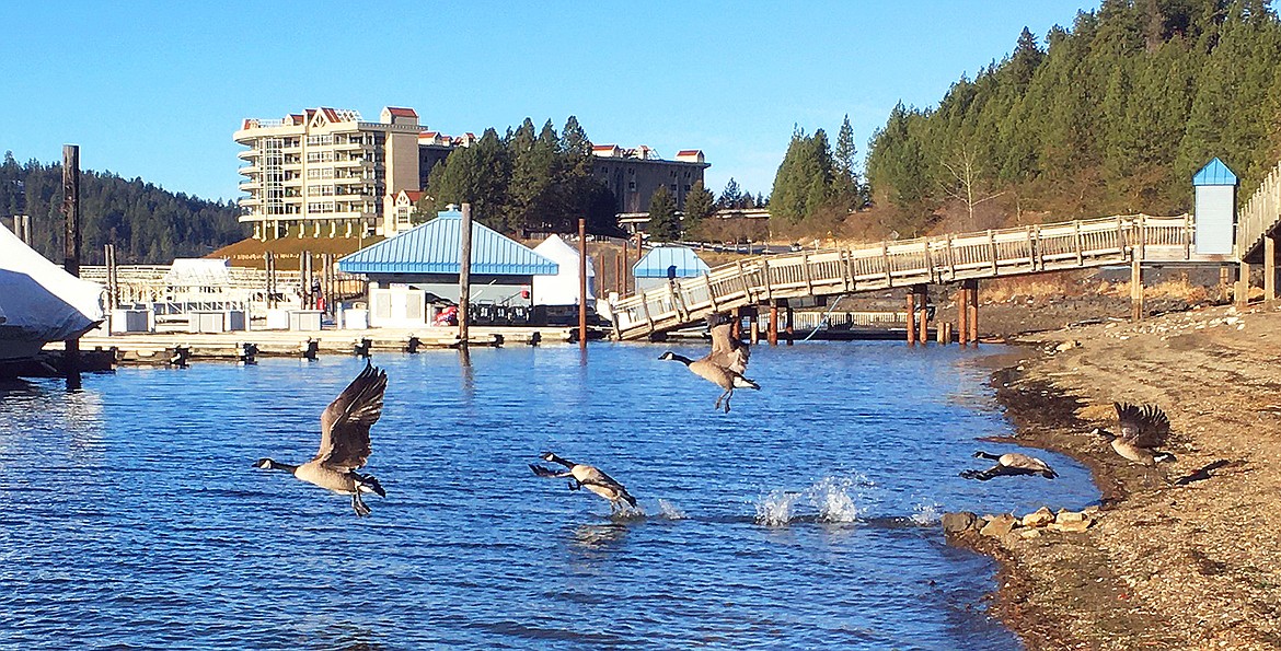 Canada geese take flight at the Silver Beach Marina on Coeur d'Alene Lake Drive on Sunday morning.