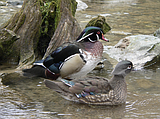 Critters of North Idaho: Wood Duck
