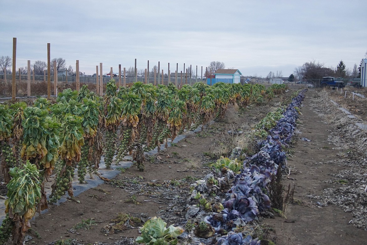 Brussels sprouts growing at Fitch Family Farms