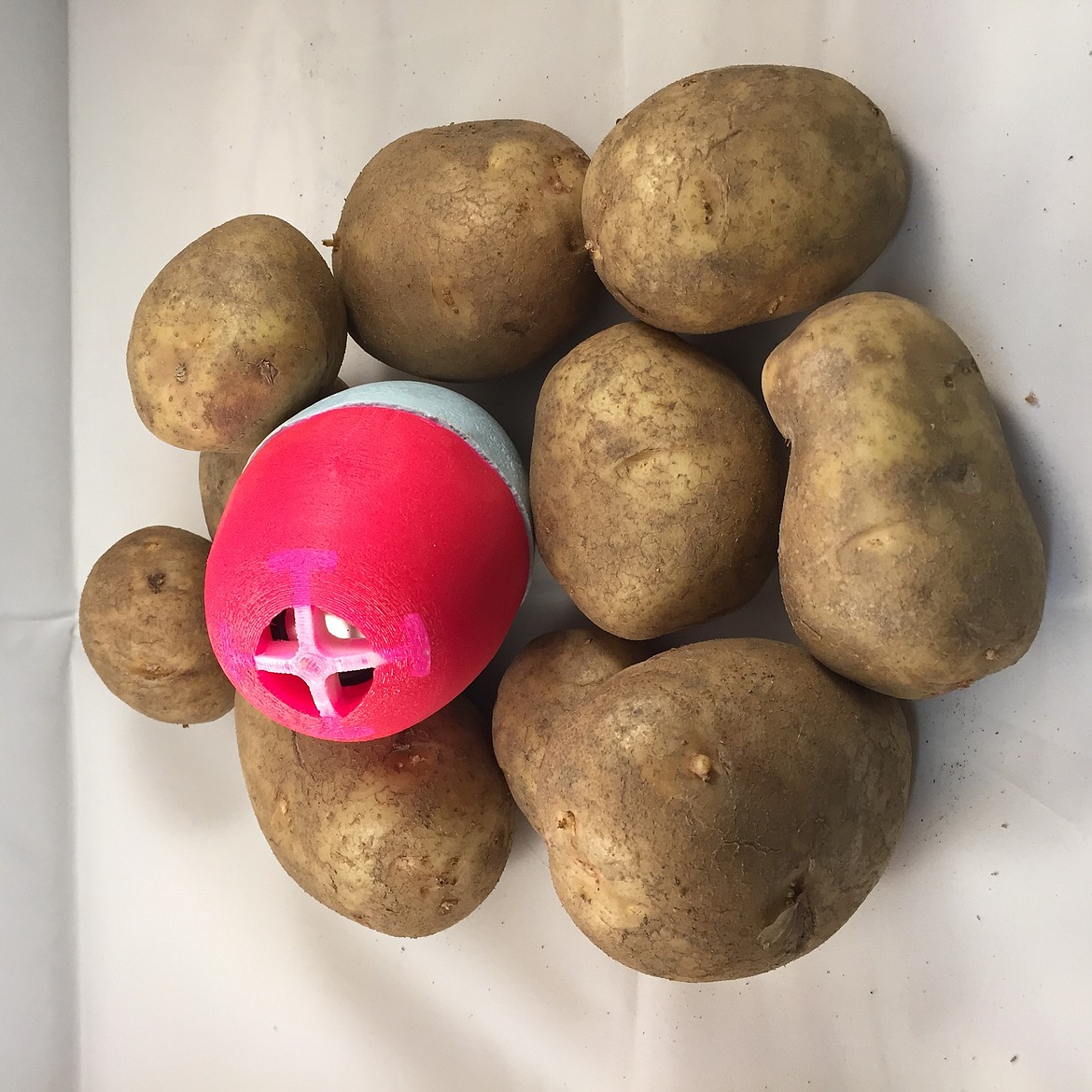 A SmartSpud in a small pile of potatoes.