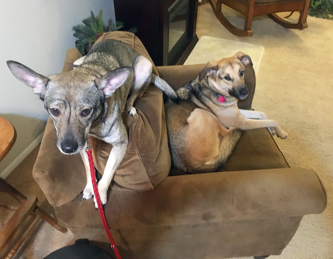 Simba, left, and Nala take over a chair in the living room of the Coeur d'Alene home where they are guests.