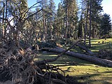 Tree services swamped after storm