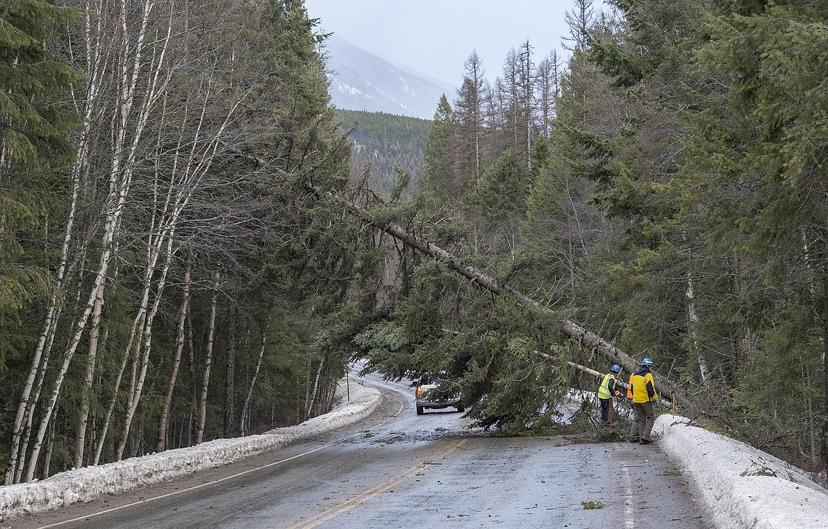 Crews from Glacier National Park clear a tree from across the Going-to-the-Sun Road Wednesday morning. There were numerous trees down and power outages in the Canyon area as a windstorm blew through. (Chris Peterson photo)