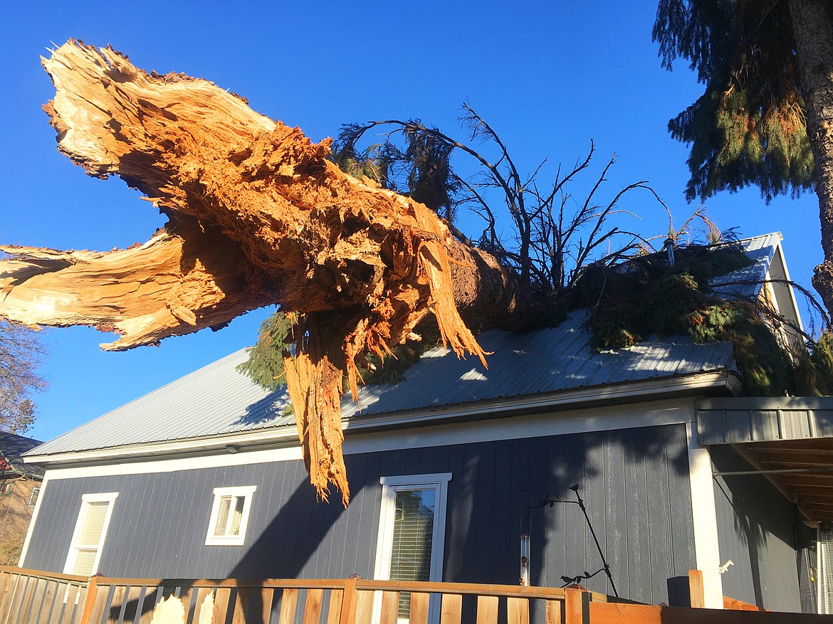 A snapped-off tree sticks out from the roof of a Garden Avenue home on Wednesday.
