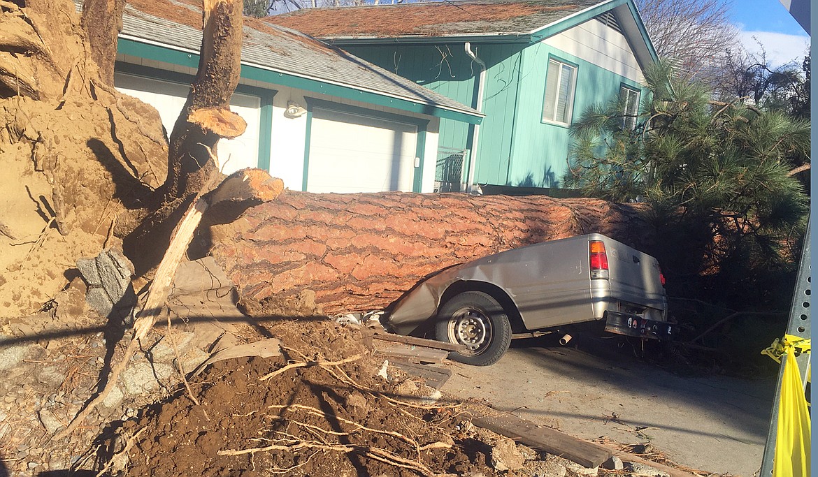 A truck is crushed by a fallen tree on Young Avenue Wednesday.