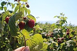 WSU How berry growers can put dairies’ plentiful waste products to use January
