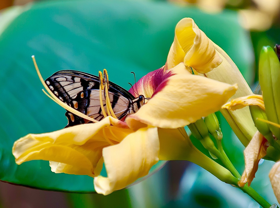 This eastern tiger swallowtail feasts on Rainbow Rhythm Tiger Swirl blossoms.