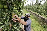 Ag industry wants farmworkers prioritized for vaccinations
