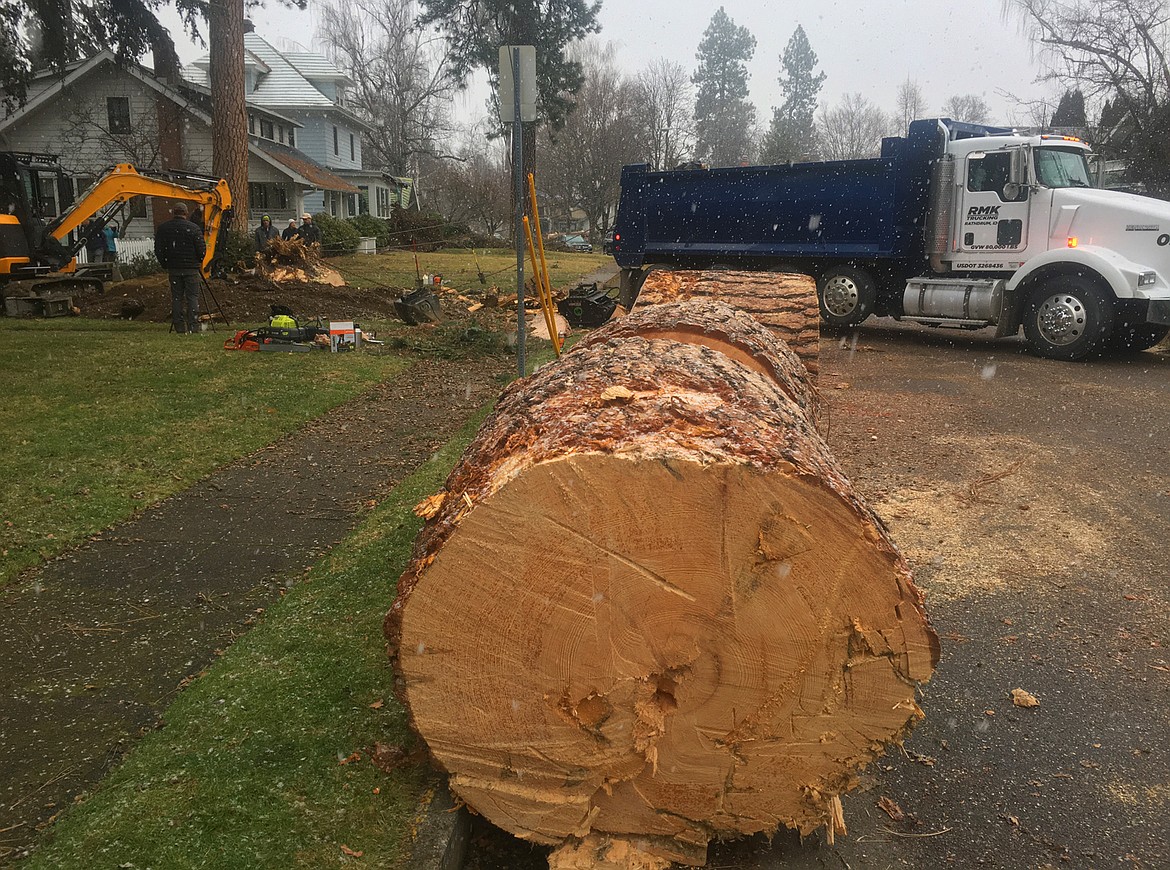 The trunk of "Big Bertha" rests on Military Drive as cleanup efforts continued Friday in the Fort Grounds area after the ponderosa pine fell in Wednesday's windstorm.