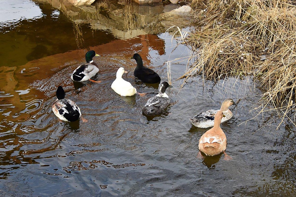 Local photographer Robert Kalberg captured this photo in the Curley Creek area recently.