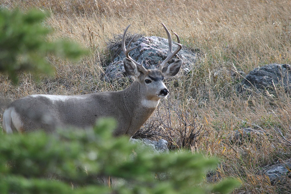 The difference between a mule deer and a whitetail deer | Bonners Ferry ...