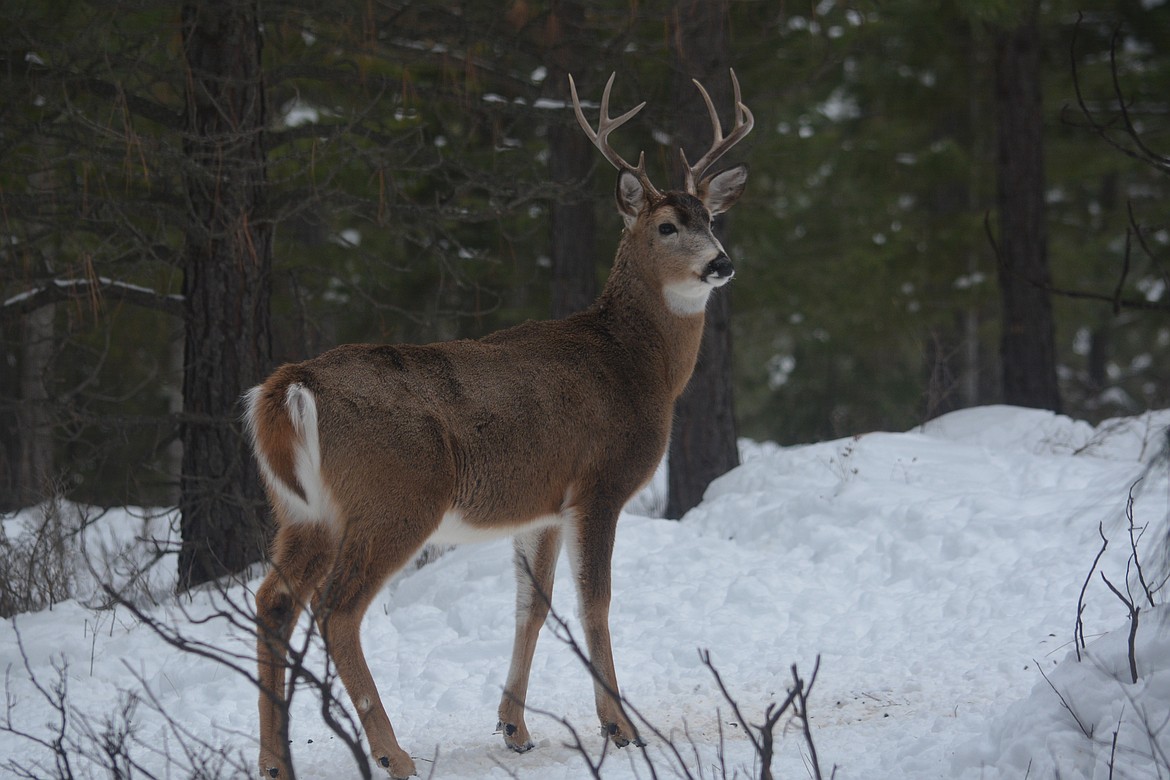 Whitetail deer get their name from the white underside of their overly-large tail