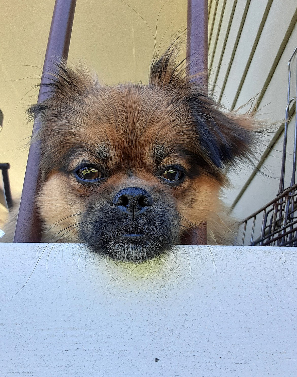 Rebecca Coleman captured this Best Shot of a four-legged family member saying hello. If you have a photo that you took that you would like to see run as a Best Shot or I Took The Bee send it in to the Bonner County Daily Bee, P.O. Box 159, Sandpoint, Idaho, 83864; or drop them off at 310 Church St., Sandpoint. You may also email your pictures in to the Bonner County Daily Bee along with your name, caption information, hometown and phone number to bcdailybee@bonnercountydailybee.com.