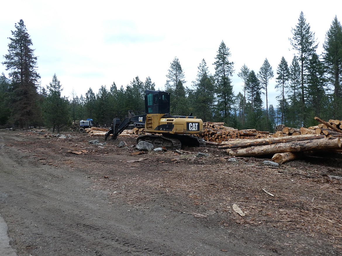 Recent prescribed logging projects at Farragut State Park have frequent visitors worried about the loss of a North Idaho recreation landmark, but officials say the forest will be back and healthier. Photo courtesy Mike Lee.