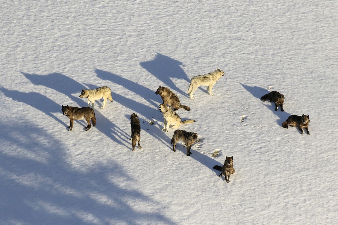 In this March 21, 2019, aerial file photo provided by the National Park Service, is the Junction Butte wolf pack in Yellowstone National Park, Wyo. Montana lawmakers have drafted bills that would allow more ways to kill gray wolves. The measures include proposals to expand wolf harvest seasons, reclassify the animals so they could be killed year-round and legalize the use of snares for trapping. (National Park Service via AP, File)