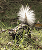 Critters of North Idaho: Spotted Skunk