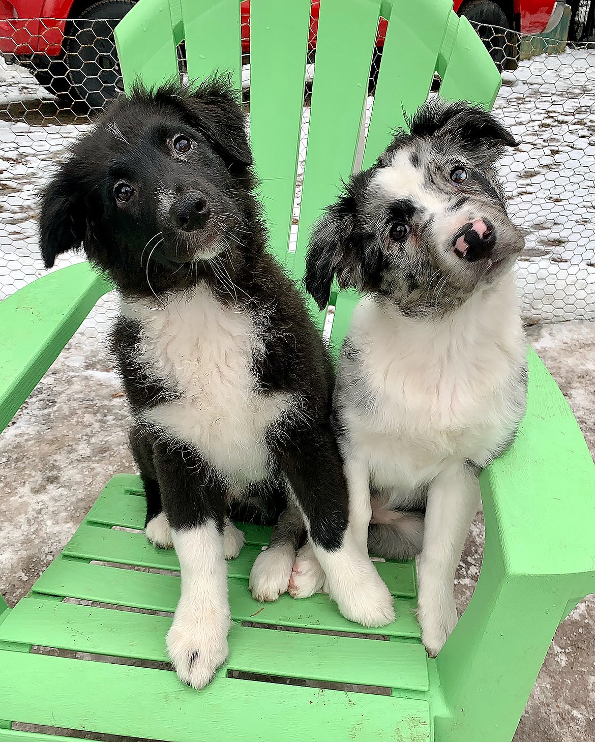 "Stout and Porter‘s response to 'Do you want a treat?,'" writes Stephanie Baumgartner in sharing this Best Shot. If you have a photo that you took that you would like to see run as a Best Shot or I Took The Bee send it in to the Bonner County Daily Bee, P.O. Box 159, Sandpoint, Idaho, 83864; or drop them off at 310 Church St., Sandpoint. You may also email your pictures in to the Bonner County Daily Bee along with your name, caption information, hometown and phone number to bcdailybee@bonnercountydailybee.com.