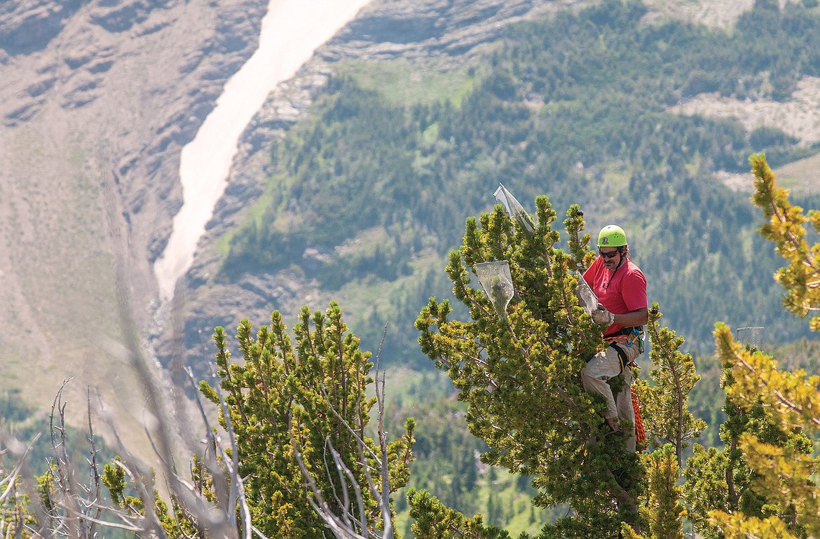 Rick Yates cages a whitebark pine n this file photo.