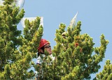 Partnership helps with Glacier whitebark pine restoration