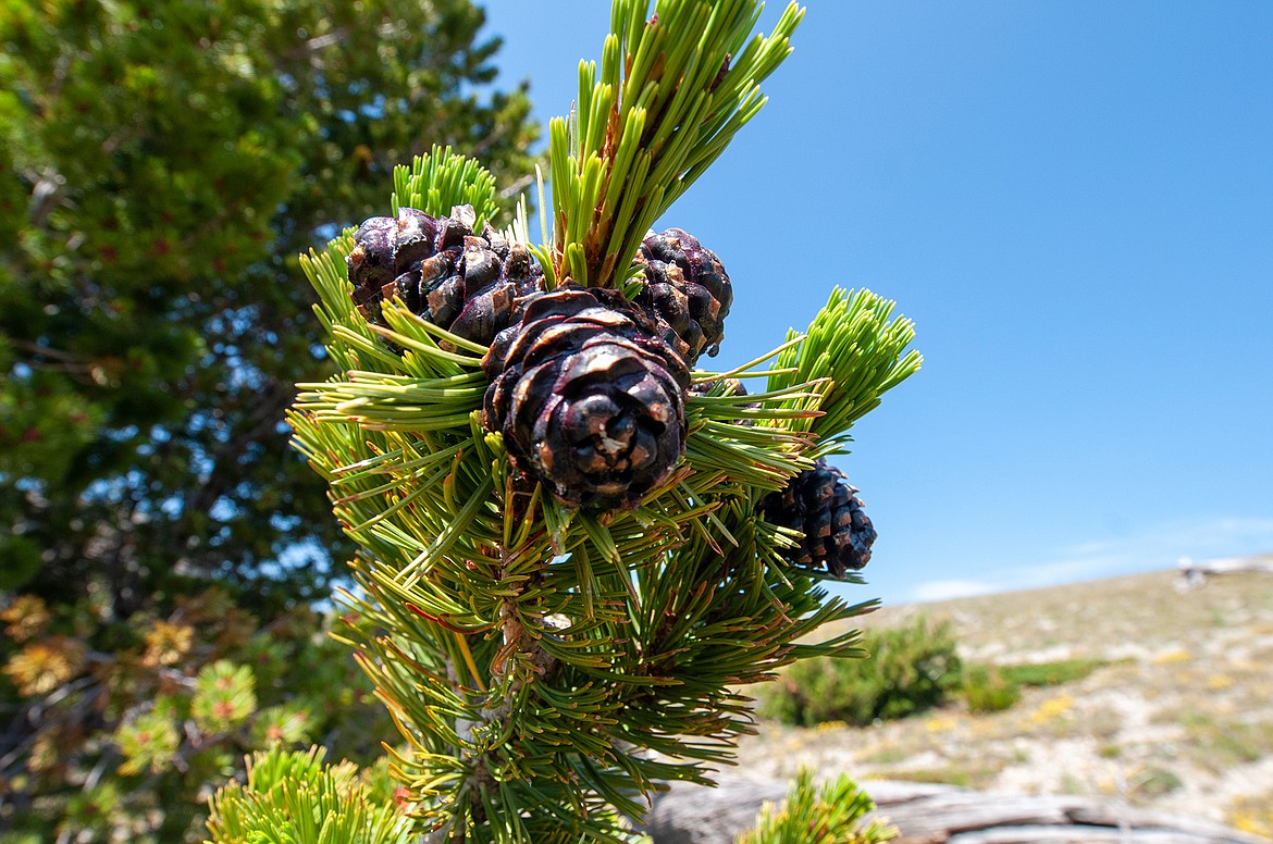 Whitebark pine cones. The seeds are a coveted food for Clark's nutcrackers, squirrels and grizzly bears.