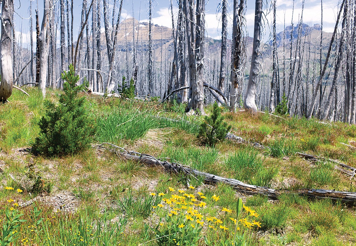 These whitebark pine on West Flattop Mountain are about 20 years old. They're about waist high. (Chris Peterson photo)