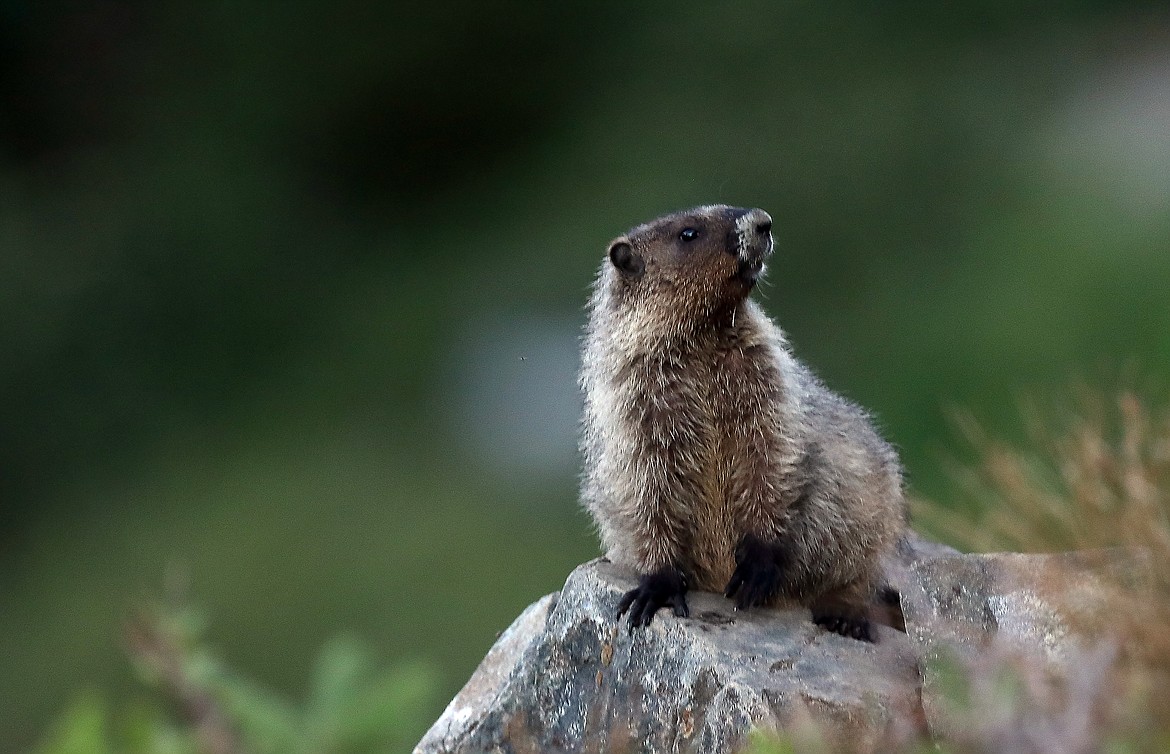 Hoary "whistling" marmots are very vocal and have a system of alarm calls, whistles, and trills to warn off predators like coyotes, eagles, and foxes.