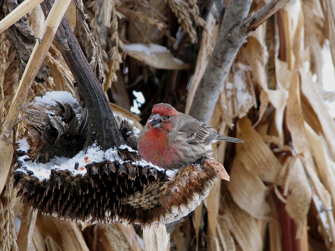 A finch eating some seeds. Photo courtesy of WDFW.